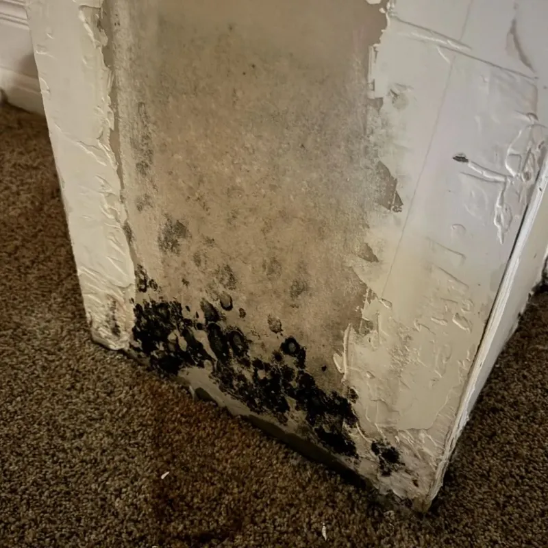 Professional Mold Removal in Camden, NY